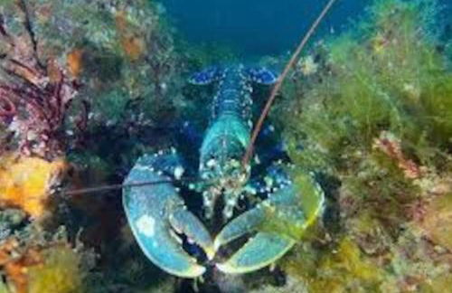 Gîte entre Mer et Abers - Foto 31