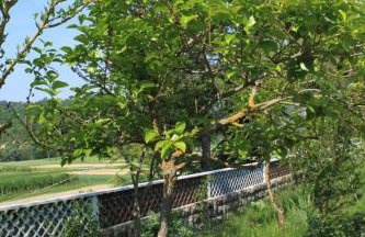 Apartments with a parking space Krbune, Central Istria - Sredisnja Istra - 7670 - Foto 8