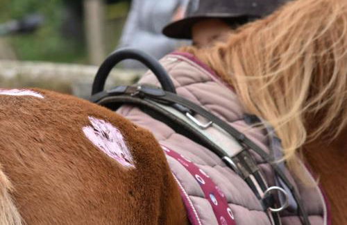 504 Stallgeflüster - Foto 29