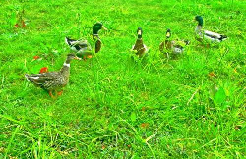 Quinta Nossa Senhora de Lourdes - Photo 42