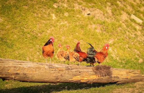 Ferienhof Ostarle - Foto 55