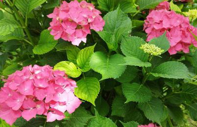 Apartment Zorka - Foto 17