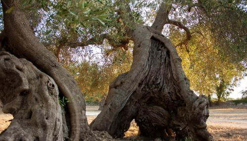 grottedisileno - Foto 2, Garden