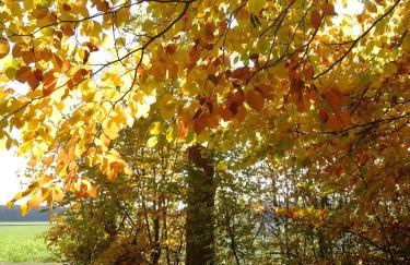 Ferienwohnungen Däubler - Foto 12