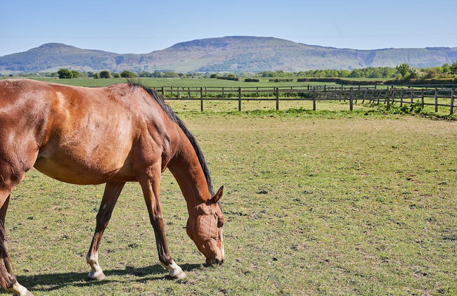 Host Stay Finch House - Foto 14