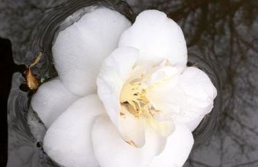 Eira das Carvalhas - Foto 32