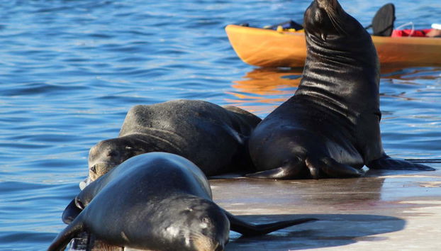 Des otaries sur le quai