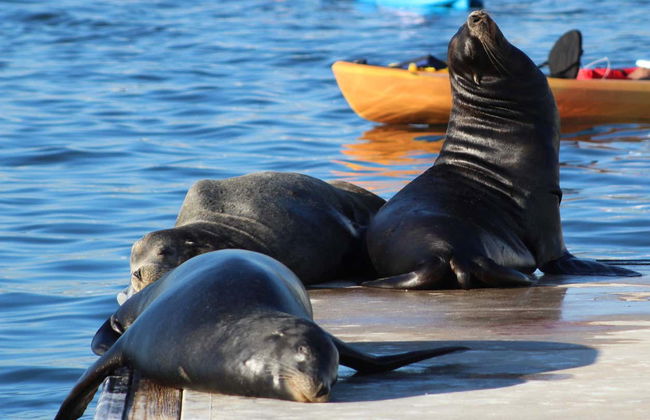 Paddle surf avec des otaries à Marina del Rey - Photo 3