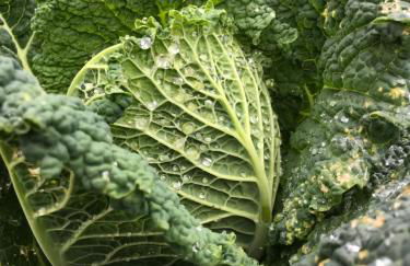 La Apañaora - Foto 44