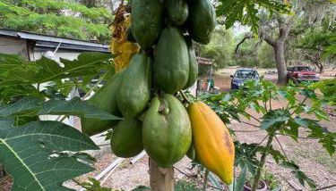 Half Moon Lake property - Foto 4