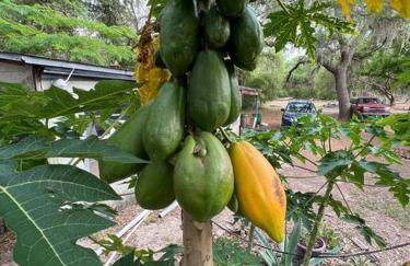 Half Moon Lake property - Foto 4