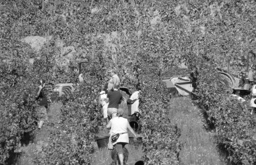 Solar Quinta da Portela - Douro - Photo 41