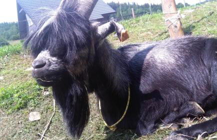 Agroturystyka,, Ranczo Kruszynki" - Foto 42