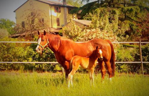 Agriturismo Il Colle del Falco - Photo 37