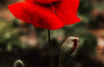 Healing Acres - Foto 44