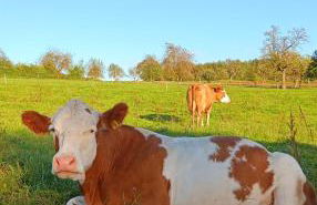 s' Kännele Ferienwohnungen - Foto 58