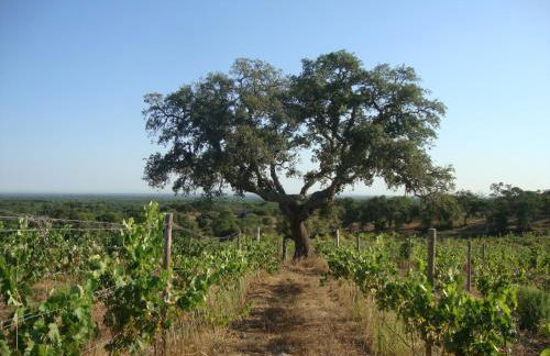 A Serenada Enoturismo - Foto 59