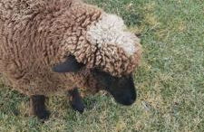 Casa do Roxo - Eco Design Country House - Foto 60