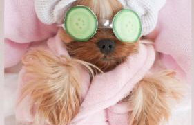 Casa perto do centro vale dos vinhedos, caminhos de pedra - Foto 34