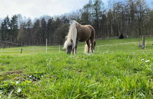 Ferienhaus Buren-Hof - Foto 50