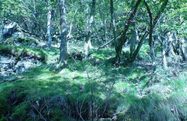 Holiday Home Moselle With Private Sauna - Photo 36