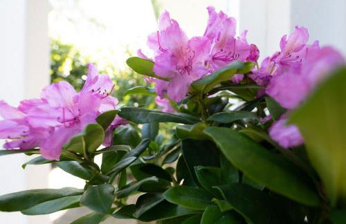 Weißes Haus - Foto 2