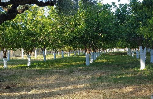 Johnny Jo Villa - Photo 35