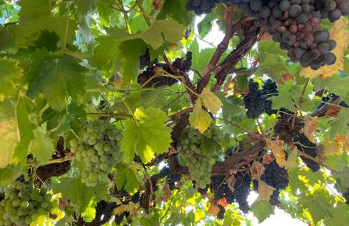 Quintinha de Pinouco - Foto 51