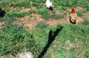 EcoVilla con piscina privata - Apulia Villas - Foto 52