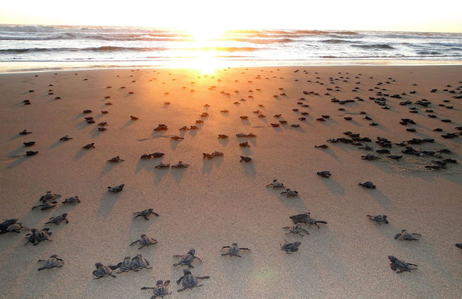 Luxury Suites By Estrella del Mar - Foto 27