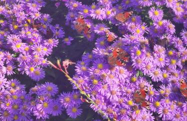 Ferienwohnung Adebar - Foto 14