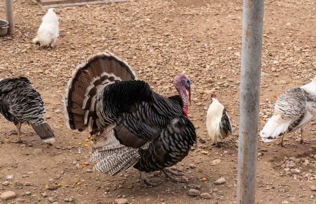 Agriturismo Pozzo Fiorito - Foto 59