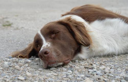 Gästehof Huber - Foto 6