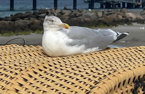 Ostseezeit 1 - Foto 10