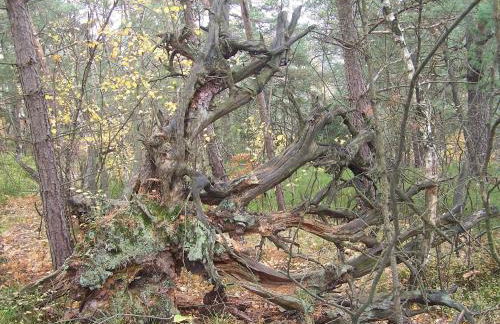 Ferienwohnung-Nickl - Foto 17