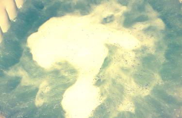 carré de détente JACUZZI JARDIN PISCINE T3 PARKING - Foto 36