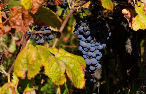 Refúgios do Rio Dão - Foto 54