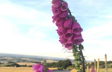 Meadow Sweet Cottage - Photo 73