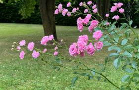 Villa Giulia - Bisalta - Foto 54