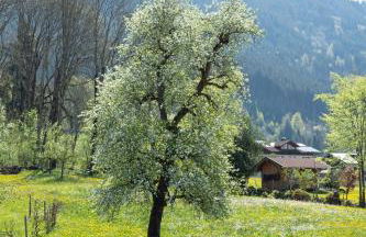 Haus Anita Sommer-Bergbahnticket-Unlimeted - Foto 9