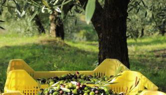 Tenuta delle Rose - Foto 5, Garden