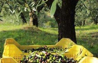 Tenuta delle Rose - Foto 5