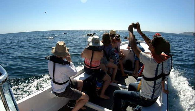 Fotografiando a los delfines