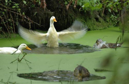 Agriturismo Cascina Scanna - Foto 93