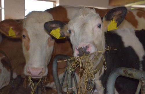 Hofrichter - Photo 41