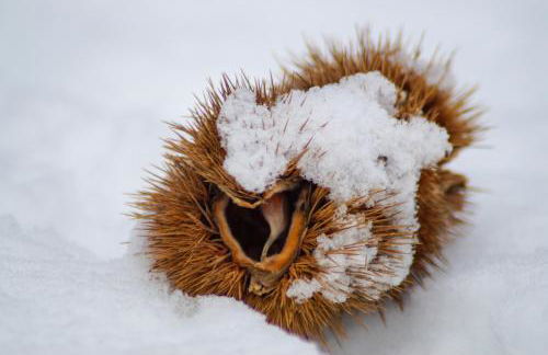 Tribus Lorenz - Wiesgut - Photo 30