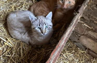 Quinta Dos Avós Lourenço - Foto 26