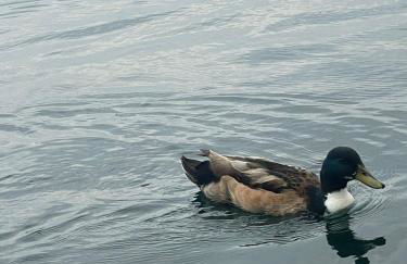 Casavacanzalacorte - Foto 32