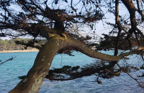 Les Menhirs - Foto 3