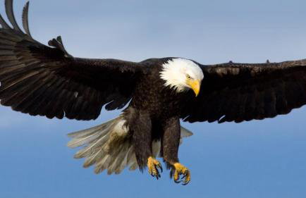 Eagles Land - Foto 14